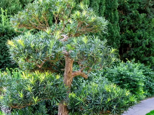 Plants for Privacy in Florida