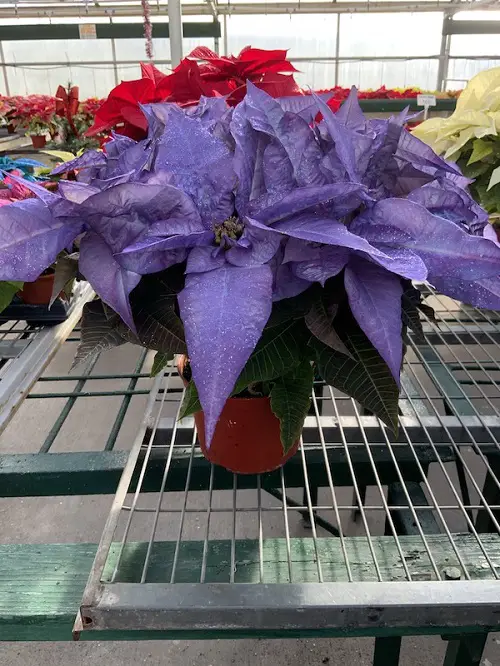 Various Shades of Colour in Poinsettia Images