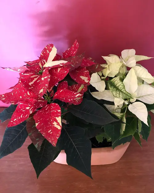 best Different Types of Poinsettia Color Pictures