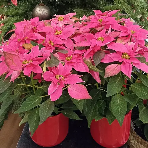  Different Types of Poinsettia pink  Color Pictures