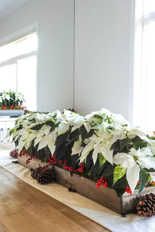 best Various Colour Photos of Poinsettia Types
