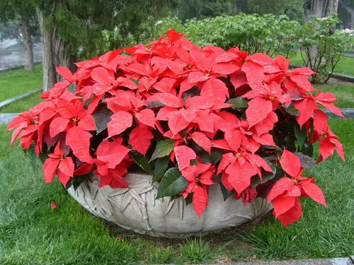 Plant Varieties with Red Leaves in garden