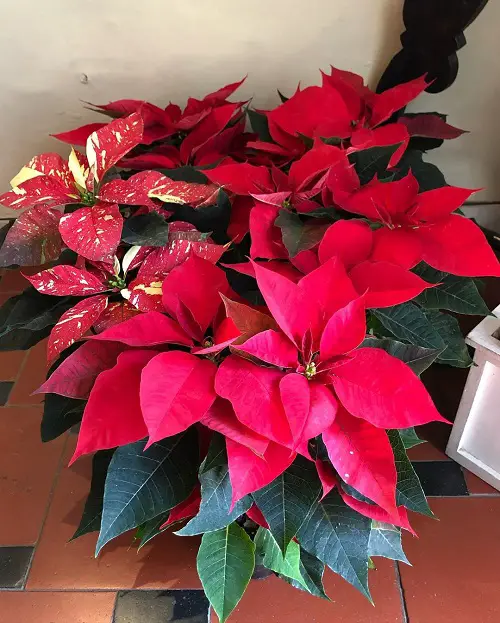 Amazing  Different Types of Poinsettia Color Pictures