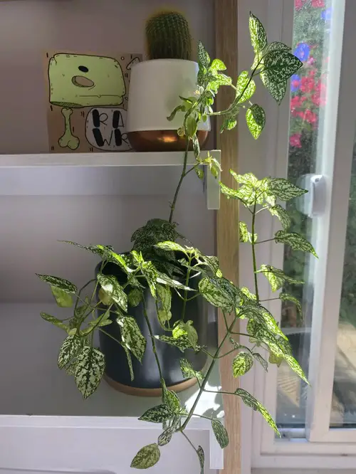 top best Ideas for Low Light Plant Decor