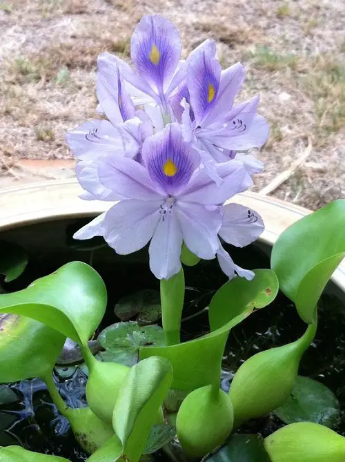 best Unique Flowers that Grow Without Soil