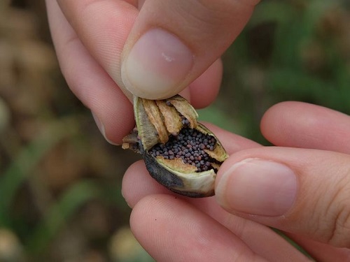 Tiny Black Bugs that Look Like Poppy Seeds 