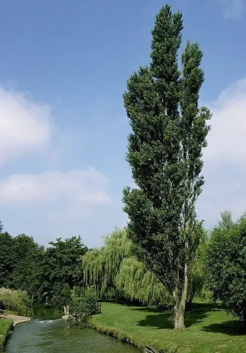 Tall Thin Trees