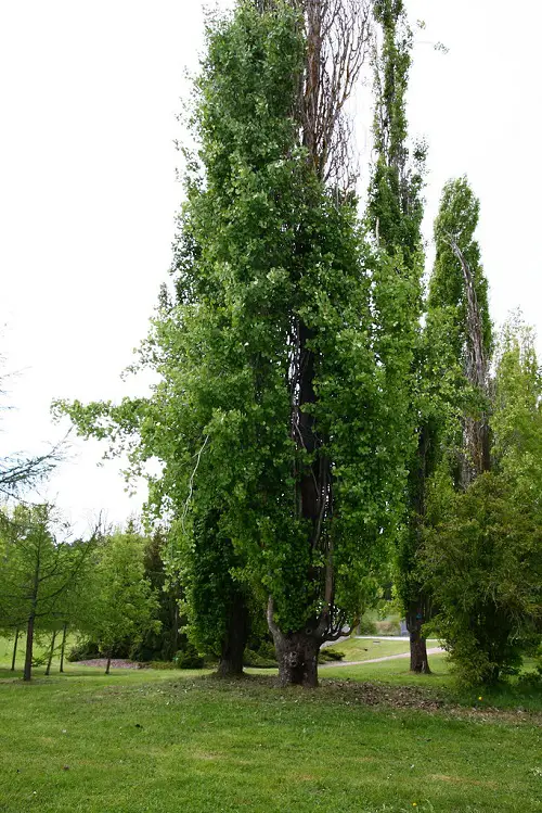 Best Tall Skinny Trees in backyard