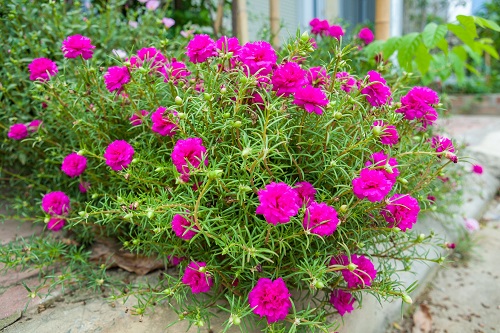 Tiny Pink Flowers 17