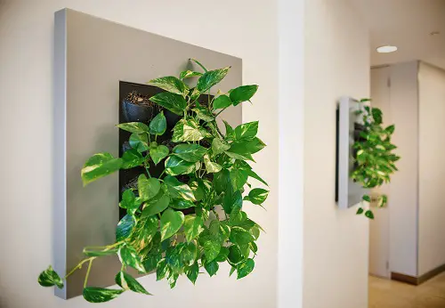 Variegated Devil's Ivy Wall Frame