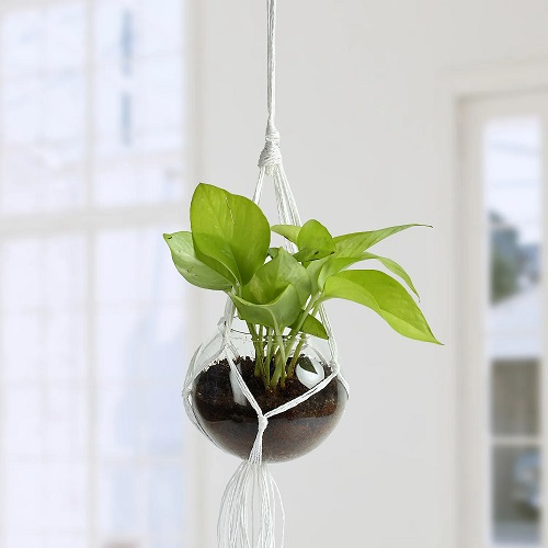 hanging Plants for Indoor Gardens