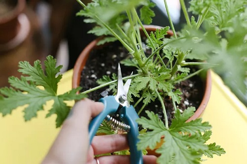 How to Grow Indoor Citronella Plant | Citronella Geranium Care Guide 2