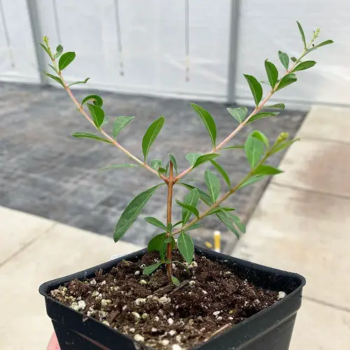Propagating Henna Plant