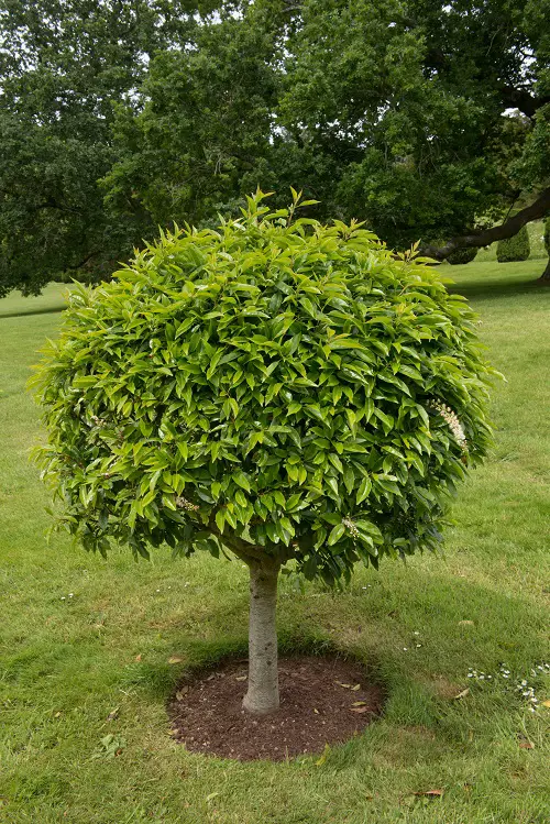 top Fastest Growing Trees in Texas