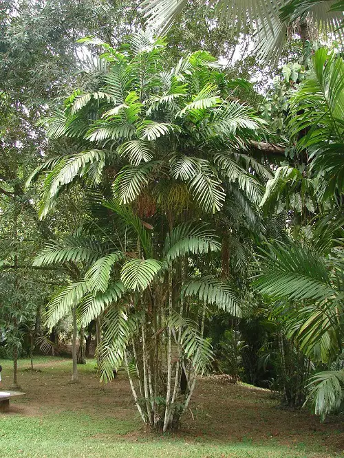 Florida's Finest Palm Trees in yard