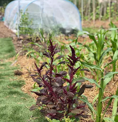 red stem plants in yard