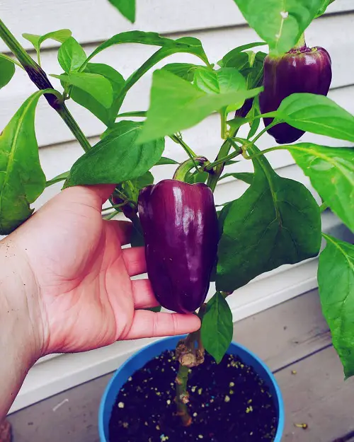 Top Purple Vegetables for Garden Growing