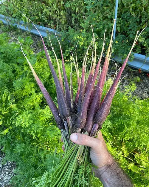 Ornamental Vegetables in garden 