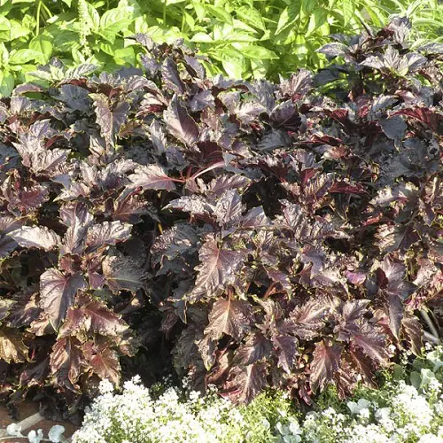 Purple Vegetables to Grow 