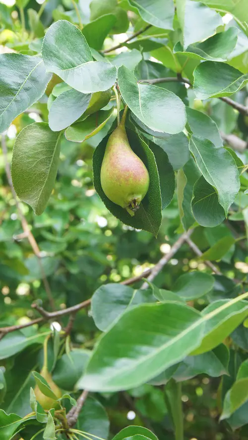 Green Fruits with Pictures