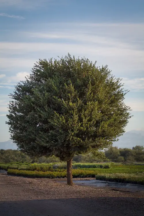 Fast Growing Trees in Texas 1