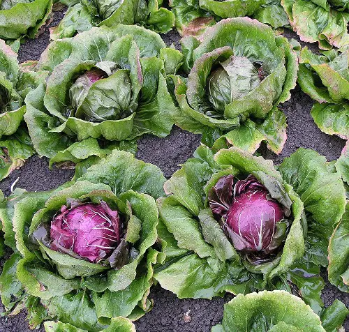 top Purple Vegetables to Grow in Garden