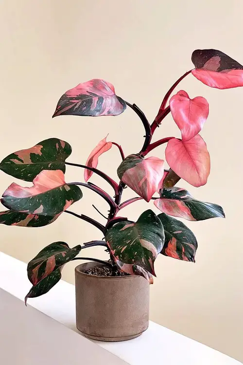 beautiful Best Variegated Philodendrons 