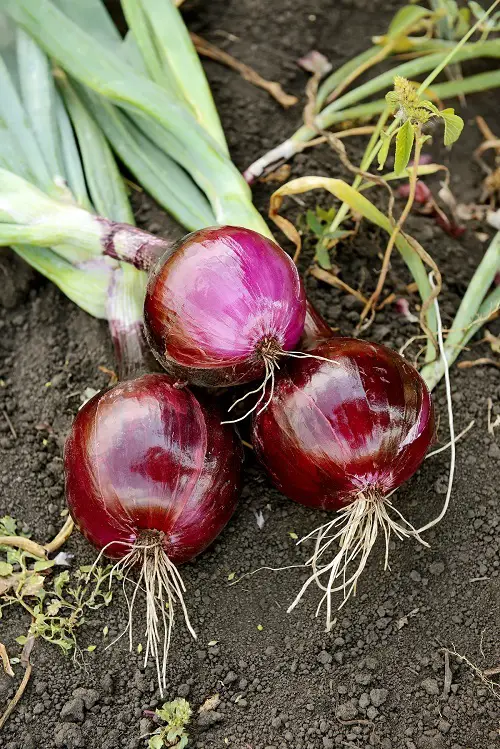Amazing Purple Vegetables to Grow in Garden