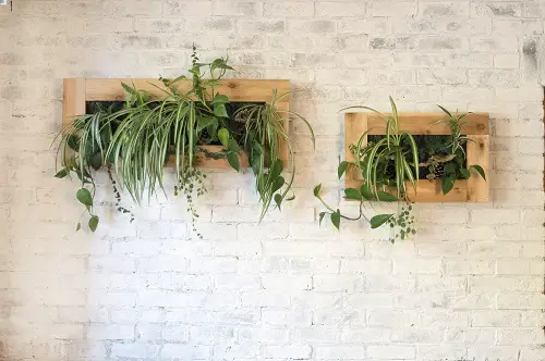 Spider Plant Wall Frame with other Vining Varieties