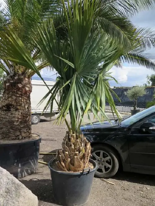 Florida's Finest Palm Trees