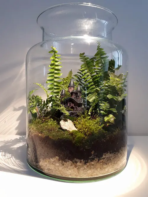 Plants for Indoor Terrarium