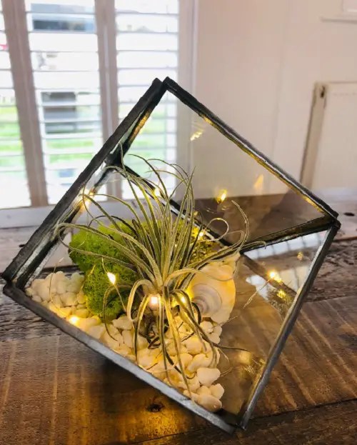 Air Plants in a Terrarium Ideas 1