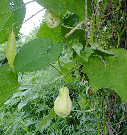 Green Fruits with Pictures
