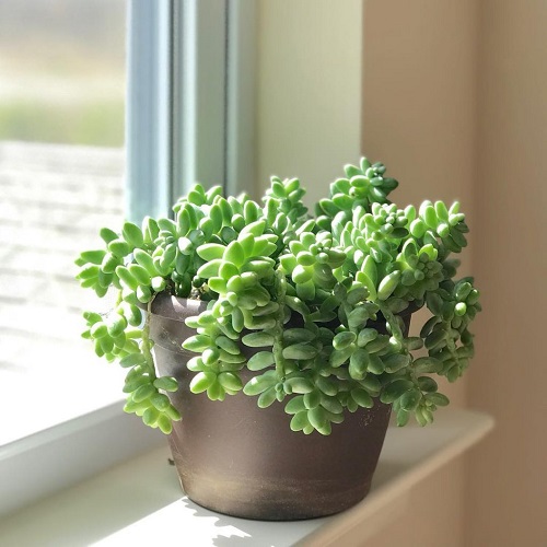 26 Best Succulent Houseplants I List of Indoor Succulents 1
