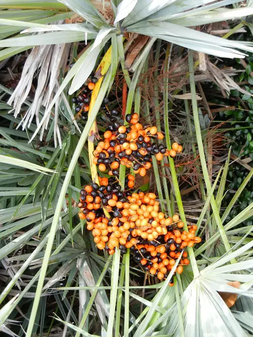 top List of Best Palm Fruits