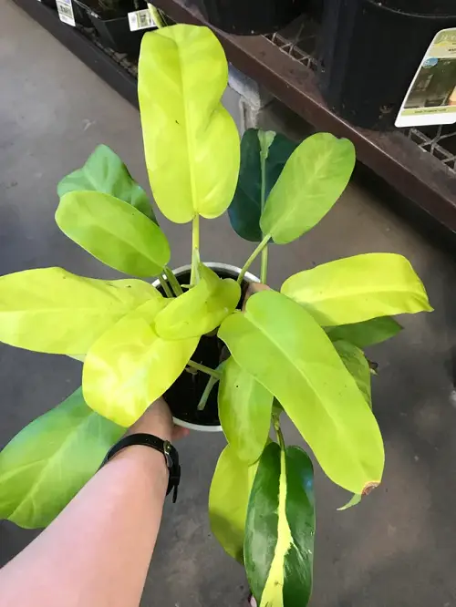Best Variegated Philodendrons  for yard