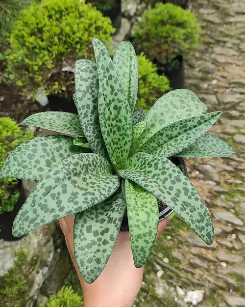Silver Squill Care
