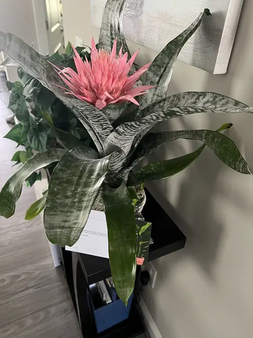 Unique Flowers that Grow Without Soil 3