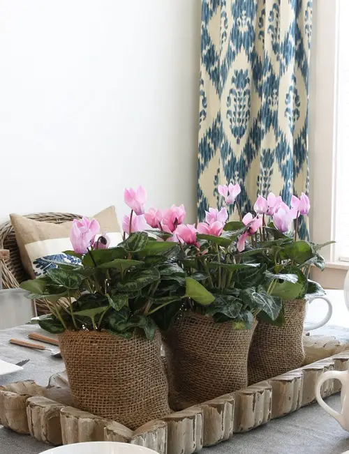 Wrapped Potted Plant Centerpieces and Gift Ideas