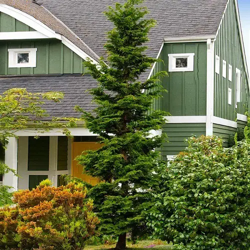 Tall, Narrow Trees
