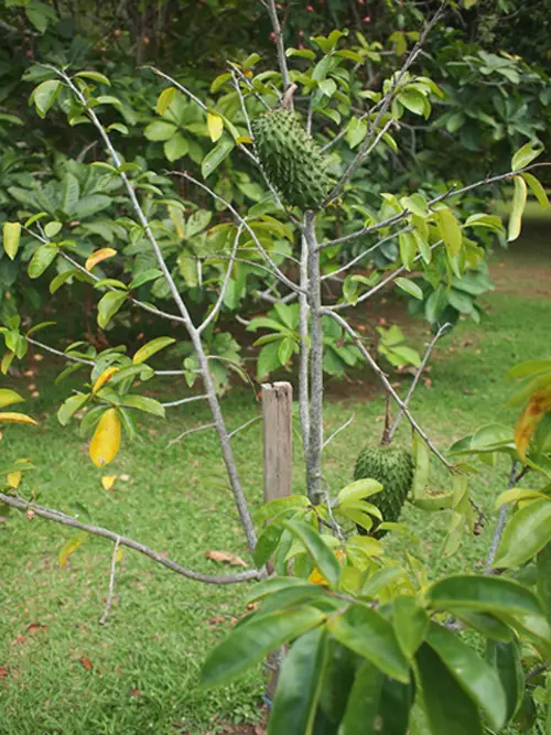 Amazing Pics of Green Fruits