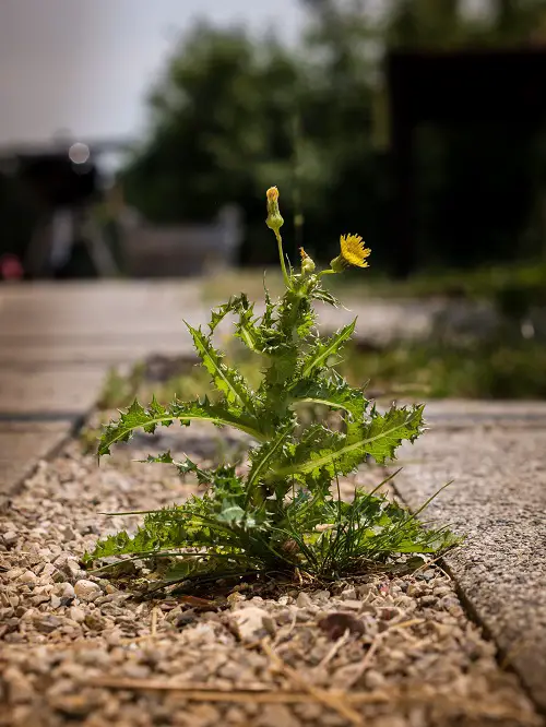 Common Yellow Weeds in yard