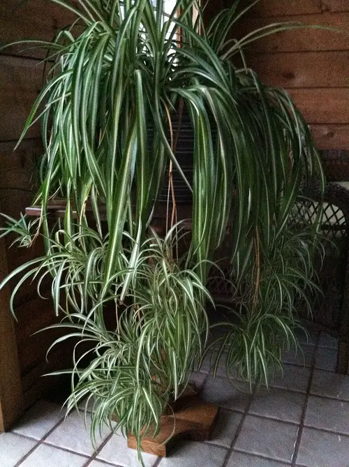 Amazing Low Light Plant Decor Ideas 40
