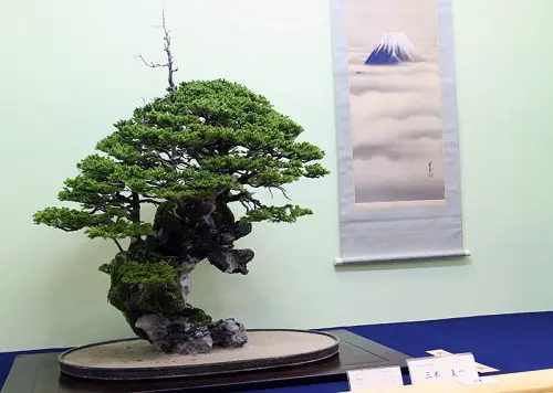 Images of Black Spruce Bonsai