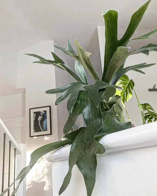 beautiful Ideas for Low Light Plant Decor