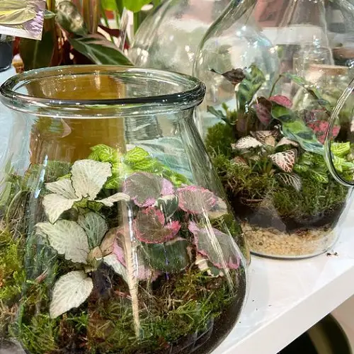 stunning Indoor Terrarium Plants