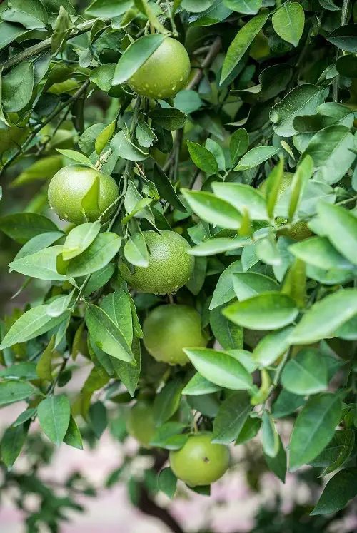 Top Green Fruits on tree 