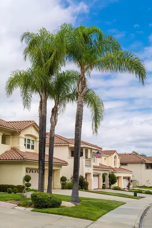 beautiful Types of Palm Trees in Florida

