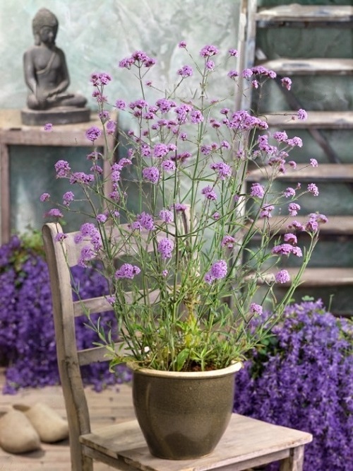 Requirements to Grow Verbena Flowers 