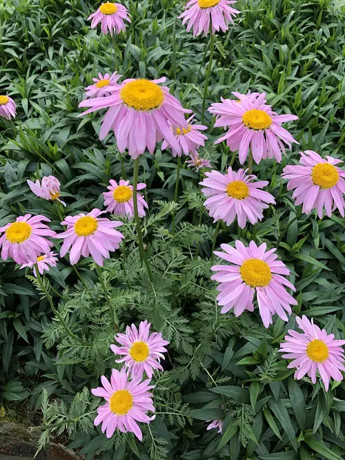 Types of Pink Flowers for Garden in pot